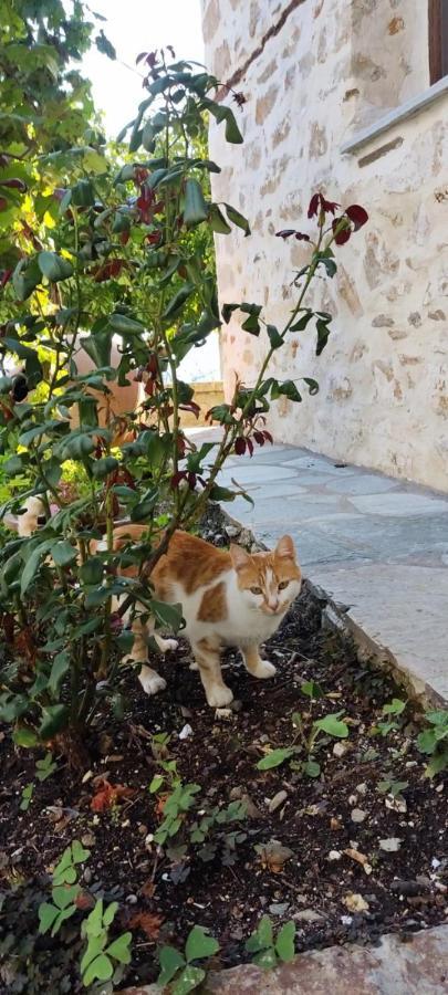 San Lorenzo Cottage - Παραδοσιακά Πέτρινα Δωμάτια Agios Lavrentios Exteriör bild